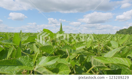 Business Agriculture Concept. Soybean Soy Field. Bio Lifestyle Farm. Soybean Cultivation. Agricultural Scene. 123289229