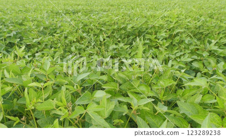 Soybean Leaves Glowing Sunset Light. Soybean Field Ripening At Spring Season. Plantation A Soybean Field Green Bean Plant. Soybean Leaves Glowing Sunset Light. Soybean Field Ripening At Spring Season. Plantation A Soybean Field Green Bean Plant. 123289238
