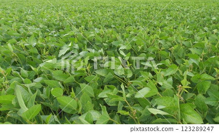 Crops Of Soy Bean Plants. Soybean Plants In Wind Slow Motion. Green Cultivated Soybean Plants In Field Are Swaying In Wind. 123289247