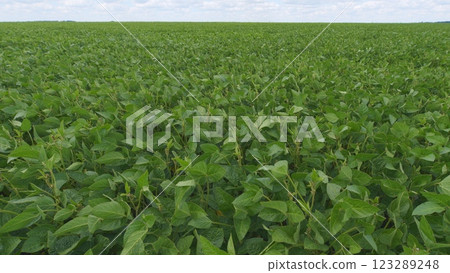 Young Soybean Sprouts On Field. Soybean Plantation A Field Green Bean Plant. Soybean Soy Field Of Green Plants A General Plan Nature Agriculture. Young Soybean Sprouts On Field. Soybean Plantation A Field Green Bean Plant. Soybean Soy Field Of Green Plants A General Plan Nature Agriculture. 123289248