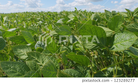 Crops Of Soy Bean Plants. Soybean Plants In Wind Slow Motion. Green Cultivated Soybean Plants In Field Are Swaying In Wind. Crops Of Soy Bean Plants. Soybean Plants In Wind Slow Motion. Green Cultivated Soybean Plants In Field Are Swaying In Wind. 123289277