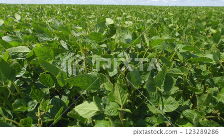 Business Farming Concept. Lifestyle Large Green Field Of Soybean Sprouts Under Sky. Young Sprout Growing Fresh. 123289286