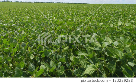 Soybean Leaves Glowing Sunset Light. Soybean Field Ripening At Spring Season. Plantation A Soybean Field Green Bean Plant. 123289288
