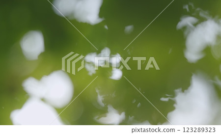 Spring Nature. Sun Breaking Through Green Leaves Blurred Bokeh Background. Beautiful Sun Shine Through Blowing On Wind Tree Green Leaves. Sunflare. Bokeh. 123289323