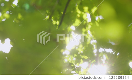 Green Foliage On Forest Tree In Sun Light On Summer Morning. A Ray Of Sunshine Through Foliage Of Trees. Beautiful Spring Sun Shine Through Birch Tree Green Leaves. Bokeh. 123289324