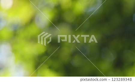 Beautiful Summer Morning In Forest. Moving In Summer Forest. Beautiful Sunny Morning In Green Forest. Green Trees In Forest. Bokeh. Beautiful Summer Morning In Forest. Moving In Summer Forest. Beautiful Sunny Morning In Green Forest. Green Trees In Forest. Bokeh. 123289348