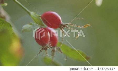 Botany And Flora Concept. Rosa Canina Being Rich In Antioxidants And Vitamin C. Autumn Berries. Rose Hip Fruit On Branch. Botany And Flora Concept. Rosa Canina Being Rich In Antioxidants And Vitamin C. Autumn Berries. Rose Hip Fruit On Branch. 123289357