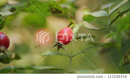 Rosehip Berries. Sun Shines On Small Shrub With Red Rosehips. Medicinal Plants. Red Ripe Rose Hips On A Rose Bush. Rosehip Berries. Sun Shines On Small Shrub With Red Rosehips. Medicinal Plants. Red Ripe Rose Hips On A Rose Bush. 123289358
