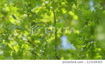 Calm Healing Footage. Sun Shines Through Foliage. Spring Oak Leaves On A Dark Background. Summer Wood. Oak Foliage And Flowers In Spring Season. 123289363