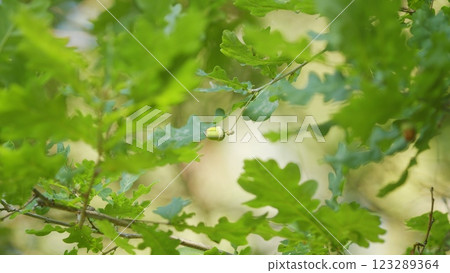 Fresh Young Green Oak Leaves In Bright Sun Light. Beautiful Oak Tree Foliage In Sunny Weather. Green Oak Leaves Of A Tree On A Soft Sunlight Background. 123289364