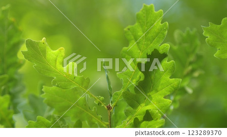 Fresh Young Green Oak Leaves In Bright Sun Light. Beautiful Oak Tree Foliage In Sunny Weather. Green Oak Leaves Of A Tree On A Soft Sunlight Background. 123289370