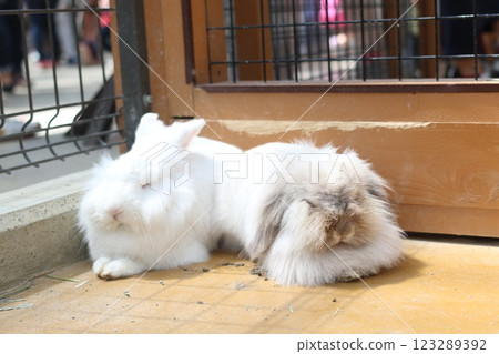 English Angora English Angora 123289392