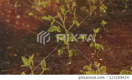 Green Cultivated Soybean Plants In Field. Soybean Field Ripening At Spring Season. General Plan Nature Agriculture. Green Cultivated Soybean Plants In Field. Soybean Field Ripening At Spring Season. General Plan Nature Agriculture. 123289414