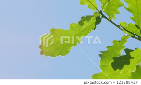 Beautiful Colorful Leaves In Autumn Forest. Autumn Season Oak Trees With Falling Foliage. Close up. 123289417