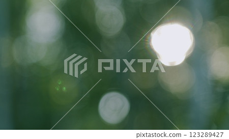 Abstract Nature Background With Sun Flare. Green Season Foliage. Wind Sways Branches Of Trees In Forest. Sun Shines Through Foliage Against Sky. Bokeh. Abstract Nature Background With Sun Flare. Green Season Foliage. Wind Sways Branches Of Trees In Forest. Sun Shines Through Foliage Against Sky. Bokeh. 123289427