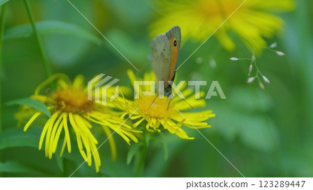 Meadow Brown Butterfly Or Maniola Jurtina Feeding On Nectar Of Summer Flower. Meadow Brown Butterfly Or Maniola Jurtina Feeding On Nectar Of Summer Flower. 123289447