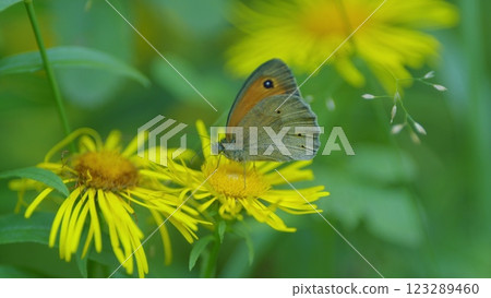 Meadow Brown Or Maniola Jurtina Butterfly. Common Throughout Europe. 123289460