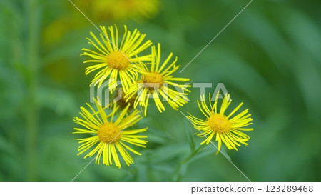 Yellow Flowers. Pentanema Salicinum. Plant Species In Genus Inula In Family Asteraceae. Elecampane Flowers In Wild. Gimbal shot. 123289468