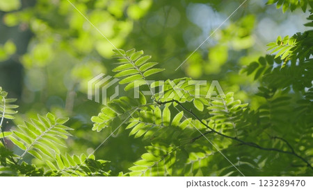Beautiful Colorful Summer Season. Young Green Foliage In Park. Fresh Green Tree With Beautiful Sunlight. Green Wood. Beautiful Colorful Summer Season. Young Green Foliage In Park. Fresh Green Tree With Beautiful Sunlight. Green Wood. 123289470