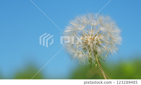 Dandelion Bud Seeds Over A Fresh Green Background. Fully Seeded Dandelion On A Bright Summer Day. Beautiful Detail Of A Dandelion. 123289485