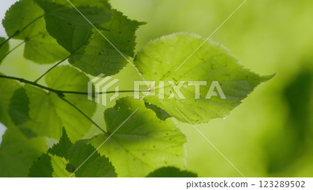 Fresh Green Leaves On A Tree Sway In Wind. Summer Sun Tree Branch Background Nature Landscape. Spring In European Nature. Gimbal shot. Fresh Green Leaves On A Tree Sway In Wind. Summer Sun Tree Branch Background Nature Landscape. Spring In European Nature. Gimbal shot. 123289502