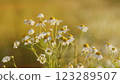 Nature Tranquility. Wild Floral Field With White Chamomile. Flower On A Sunny Summer Day. Curative Herbs And Plants Concept. Gimbal shot. 123289507