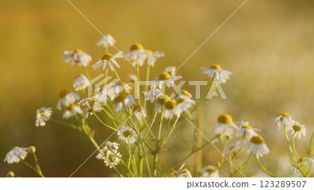 Nature Tranquility. Wild Floral Field With White Chamomile. Flower On A Sunny Summer Day. Curative Herbs And Plants Concept. Gimbal shot. 123289507