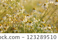 White Flowers Field Meadows. Delicate Field Are Swaying In Wind. Or Chamomiles Swaying In Wind. Summer Chamomile Field. Gimbal shot. 123289510