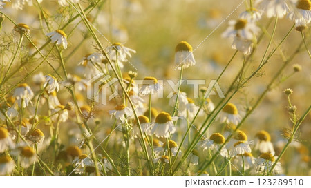 White Flowers Field Meadows. Delicate Field Are Swaying In Wind. Or Chamomiles Swaying In Wind. Summer Chamomile Field. Gimbal shot. White Flowers Field Meadows. Delicate Field Are Swaying In Wind. Or Chamomiles Swaying In Wind. Summer Chamomile Field. Gimbal shot. 123289510