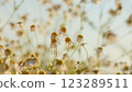 White Lush In Dense Green Grass. Field Of White Chamomile. Spring Nature Flowers. Romantic Summer Rural Landscape. Close Up. 123289511
