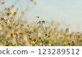 White Field Or Chamomilla. Chamomile Flowers Field With Green Grass. In Meadow. Flowers In Field. Flowers Blooming In Field. Close Up. 123289512