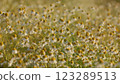 Common Chamomile. Summer Season Nature. Field Of White Flowers Swaying In Wind. Green Field Wildflowers. Field Of White Flowers. Close Up. 123289513
