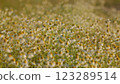 Europe Nature And Biology In Summer Evening. Environmental Conservation. Beautiful Summer Day Over Field. Beautiful Natural Landscape. Close Up. 123289514