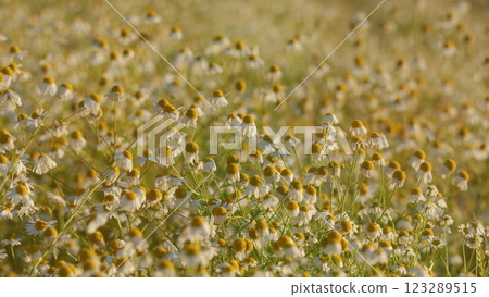 Wildflowers In Nature Spring. Summer Flowers. Spring Biology. Field With Chamomile Flowers. Beautiful Summer Meadow. White Chamomilla. Steadicam Shot. Wildflowers In Nature Spring. Summer Flowers. Spring Biology. Field With Chamomile Flowers. Beautiful Summer Meadow. White Chamomilla. Steadicam Shot. 123289515