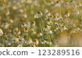 Delicate Field Are Swaying In Wind. Chamomiles Flowers And Green Grass On A Summer Meadow. Field Of Chamomiles At Sunny Day At Nature. Sunny Day. Steadicam Shot. 123289516
