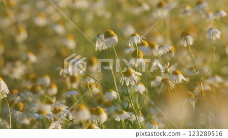 Delicate Field Are Swaying In Wind. Chamomiles Flowers And Green Grass On A Summer Meadow. Field Of Chamomiles At Sunny Day At Nature. Sunny Day. Steadicam Shot. Delicate Field Are Swaying In Wind. Chamomiles Flowers And Green Grass On A Summer Meadow. Field Of Chamomiles At Sunny Day At Nature. Sunny Day. Steadicam Shot. 123289516
