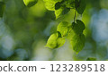 Beautiful Colorful Spring Season. Young Green Foliage In Park. Fresh Green Tree With Beautiful Sunlight. Green Wood. Gimbal shot. 123289518