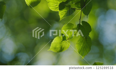 Beautiful Colorful Spring Season. Young Green Foliage In Park. Fresh Green Tree With Beautiful Sunlight. Green Wood. Gimbal shot. 123289518