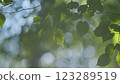 Majestic Tree In Woods With Fresh Green Foliage Of Spring Season. Trees With Shadows And Sunshine. Gimbal shot. 123289519