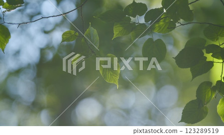 Majestic Tree In Woods With Fresh Green Foliage Of Spring Season. Trees With Shadows And Sunshine. Gimbal shot. Majestic Tree In Woods With Fresh Green Foliage Of Spring Season. Trees With Shadows And Sunshine. Gimbal shot. 123289519
