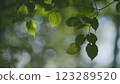 Forest Is A Natural Resource And Place For Recreation. Rich Green Leaves Of A Tree Waving. Travel Vacation Nature Concept. Slow motion. 123289520
