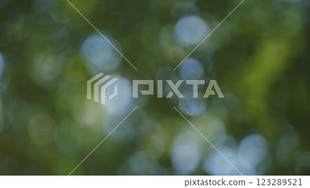 Beautiful Sunlight In Forest. Deciduous Trees In A Mixed Forest In Spring Season. Concept Nature Or Oxygen, Climate Change. 123289521