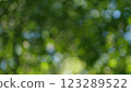 Spring Summer Nature On A Sunny Day. Beautiful Forest With Green Leaves. Green Foliage Of Trees With Afternoon Sun. Bokeh. 123289522