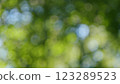 Foliage Of Magnificent Green Tree. Lush Green Foliage And Afternoon Sun. Walking Through Forest With Large Green Trees. Bokeh. 123289523