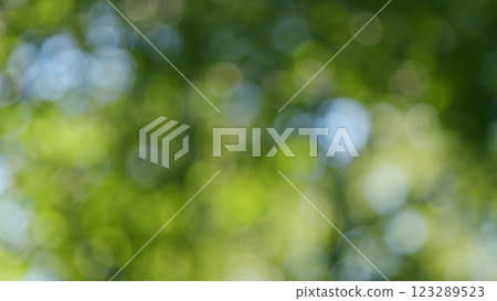 Foliage Of Magnificent Green Tree. Lush Green Foliage And Afternoon Sun. Walking Through Forest With Large Green Trees. Bokeh. Foliage Of Magnificent Green Tree. Lush Green Foliage And Afternoon Sun. Walking Through Forest With Large Green Trees. Bokeh. 123289523