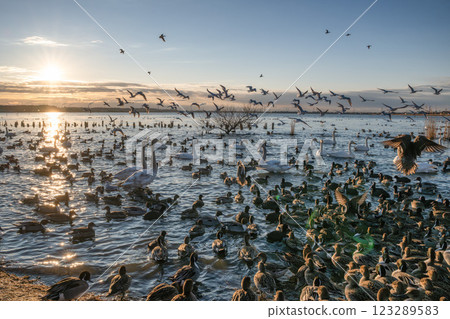A morning in Kitaura with ducks, swans and seagulls flying around A morning in Kitaura with ducks, swans and seagulls flying around 123289583