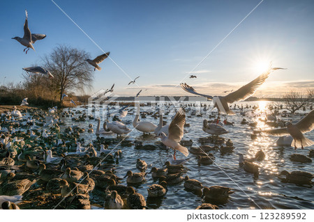 A morning in Kitaura with ducks, swans and seagulls flying around 123289592