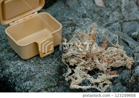 A feeding box for river insects and moisturizing water moss to put inside it 123289608