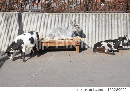 Itabashi City Children's Zoo, Higashi Itabashi Park Itabashi City Children's Zoo, Higashi Itabashi Park 123289621
