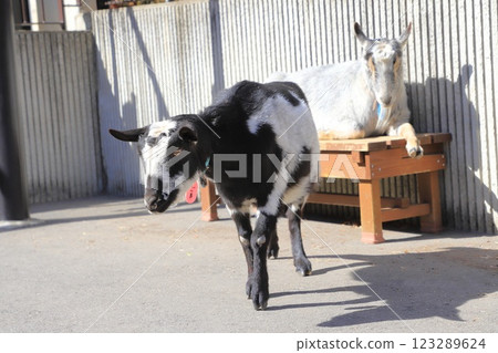 Itabashi City Children's Zoo, Higashi Itabashi Park 123289624